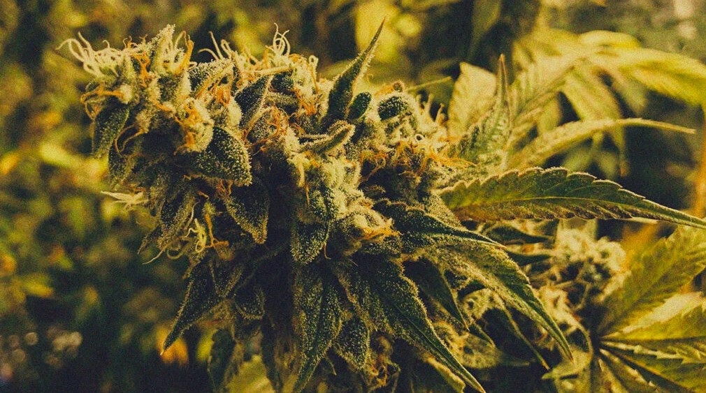 CBD gummies Shown to Ease Anxiety Without the Risks That Can Come With THC