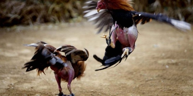 U888 Cockfighting - Vietnam's No. 1 Attractive Betting Playground